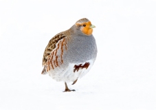 Gray Partridge - 2