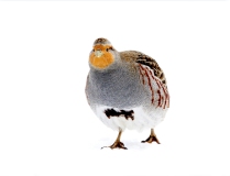Gray Partridge - 1
