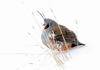 Mountain Quail - 1