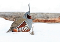 Mountain-Quail - 2