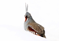 Mountain Quail - 3