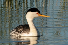 Clark's Grebe