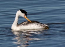 Clark's Grebe - 2