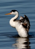 Clark's Grebe - 3