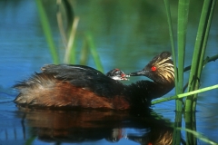 Eared Grebe feeding chick