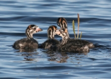 Pied-billed Grebes - chicks transitioning to juveniles