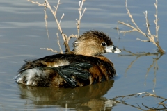 Pied-billed Grebe - 1