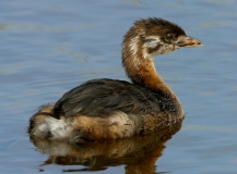 Pied-billed Grebe juvenile - 2
