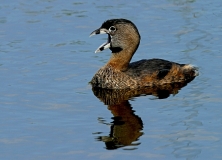 Pied-billed Grebe - 3
