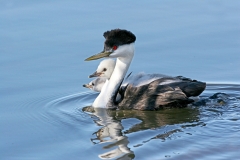Western-Clark's Grebe w/chicks - 2