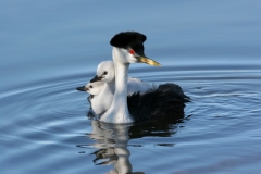 Western-Clark's Grebe w/chicks - 3
