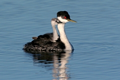 Western-Grebe & Chick