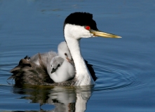 Western-Clark's Grebe & Chicks - 4