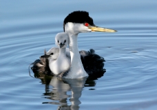 Western-Clark's Grebe probable hybrid w/ Chicks - 1