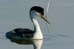 Western Grebe