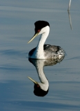Western Grebe - 2