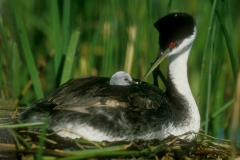 Western Grebe & chick - 2
