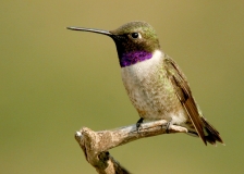 Black-chinned Hummingbird
