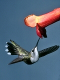 Blue-throated Hummingbird (female)