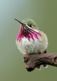 Calliope Hummingbird - 1