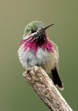 Calliope Hummingbird - 2