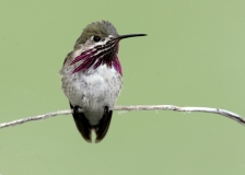 Calliope Hummingbird - 3