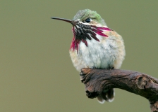 Calliope Hummingbird - 4