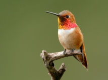 Rufous Hummingbird - 7