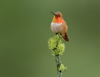 Rufous Hummingbird - 1