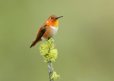 Rufous Hummingbird - 2