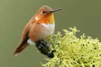 Rufous Hummingbird - 3