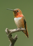 Rufous Hummingbird - 4