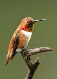 Rufous Hummingbird - 5