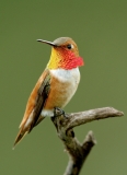 Rufous Hummingbird - 6