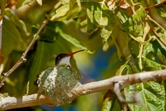 Violet-crowned Hummingbird
