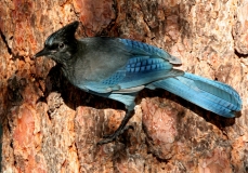 Stellar's Jay - 1