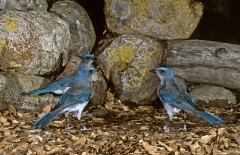 Mexican Jays - 2
