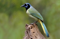 Green Jay - 1