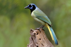 Green Jay - 1