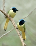 Green Jays - 2