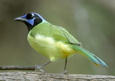 Green Jay - 3
