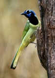 Green Jay - 4