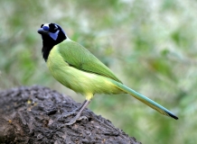 Green Jay - 5