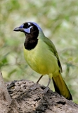 Green Jay - 6