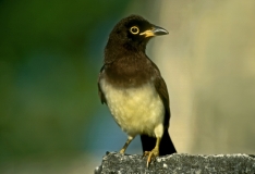 Brown Jay (2nd yr) - 1