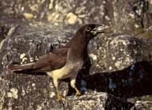 Brown Jay (3rd yr) - 2