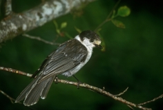 Gray Jay - 1