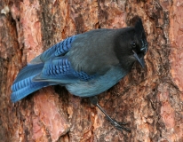 Stellar's Jay - 2