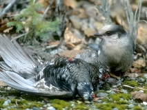 Gray Jay (feeding on Taiga Spruce Grouse roadkill) - 2