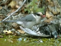 Gray Jay (feeding on Taiga Spruce Grouse roadkill) - 3